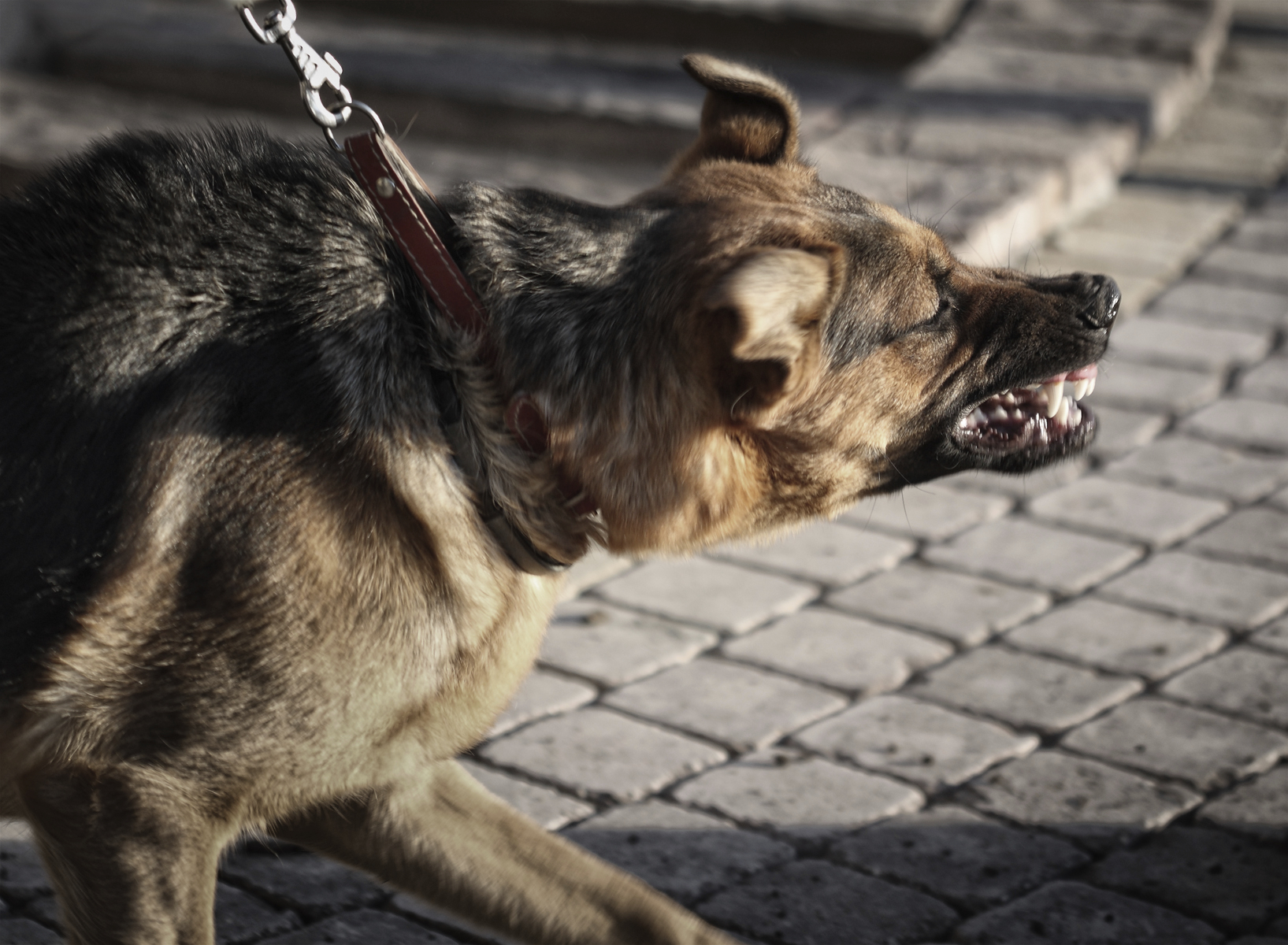 Dog Bite Lawyer